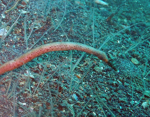 Straightstick Pipefish (Trachyrhamphus longirostris) Kareko Batu, Lembeh. Geotagged,Indonesia,Spring,Straightstick pipefish,Trachyrhamphus longirostris
