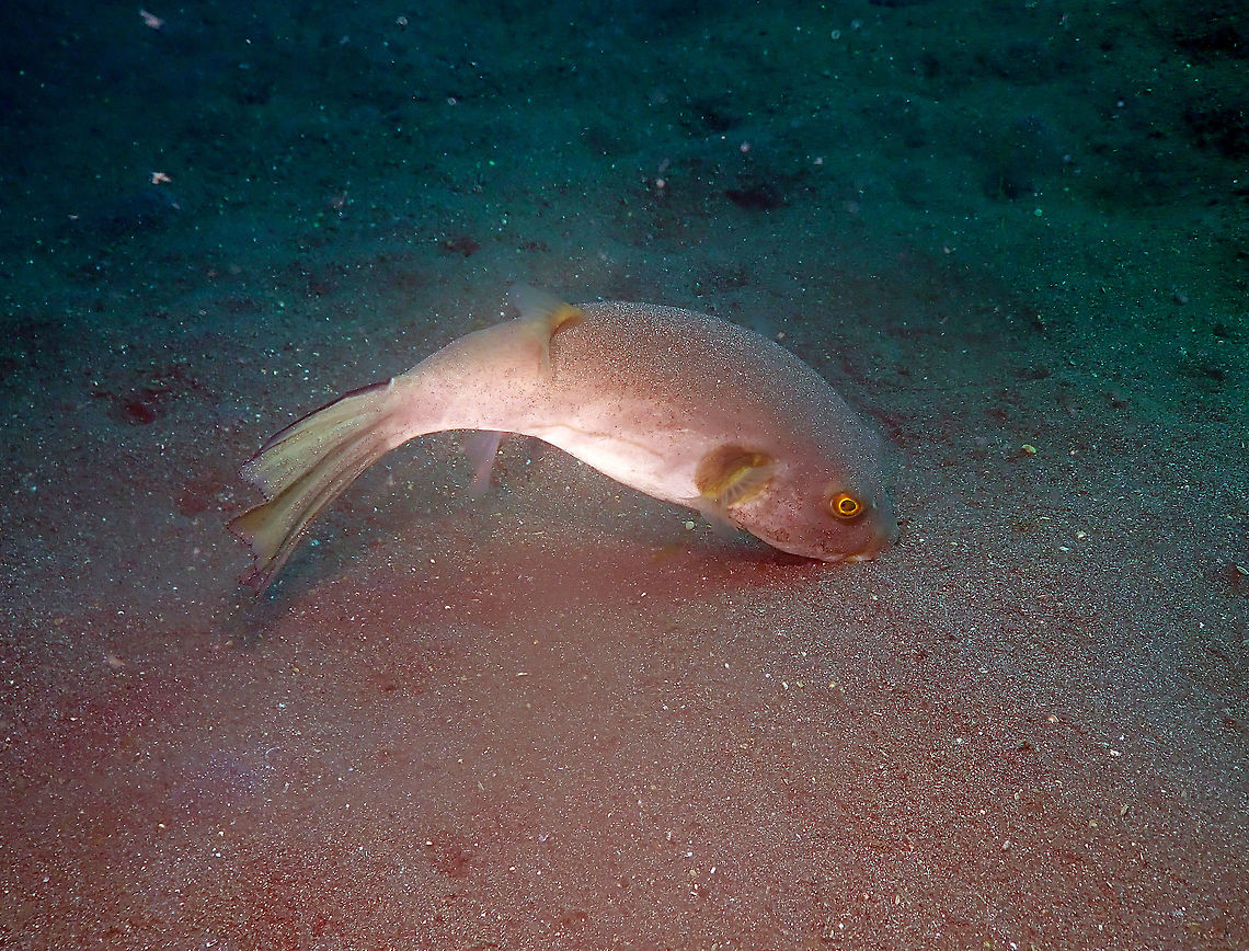 Arothron_immaculatus  Arothron immaculatus,Geotagged,Immaculate puffer,Indonesia,Spring