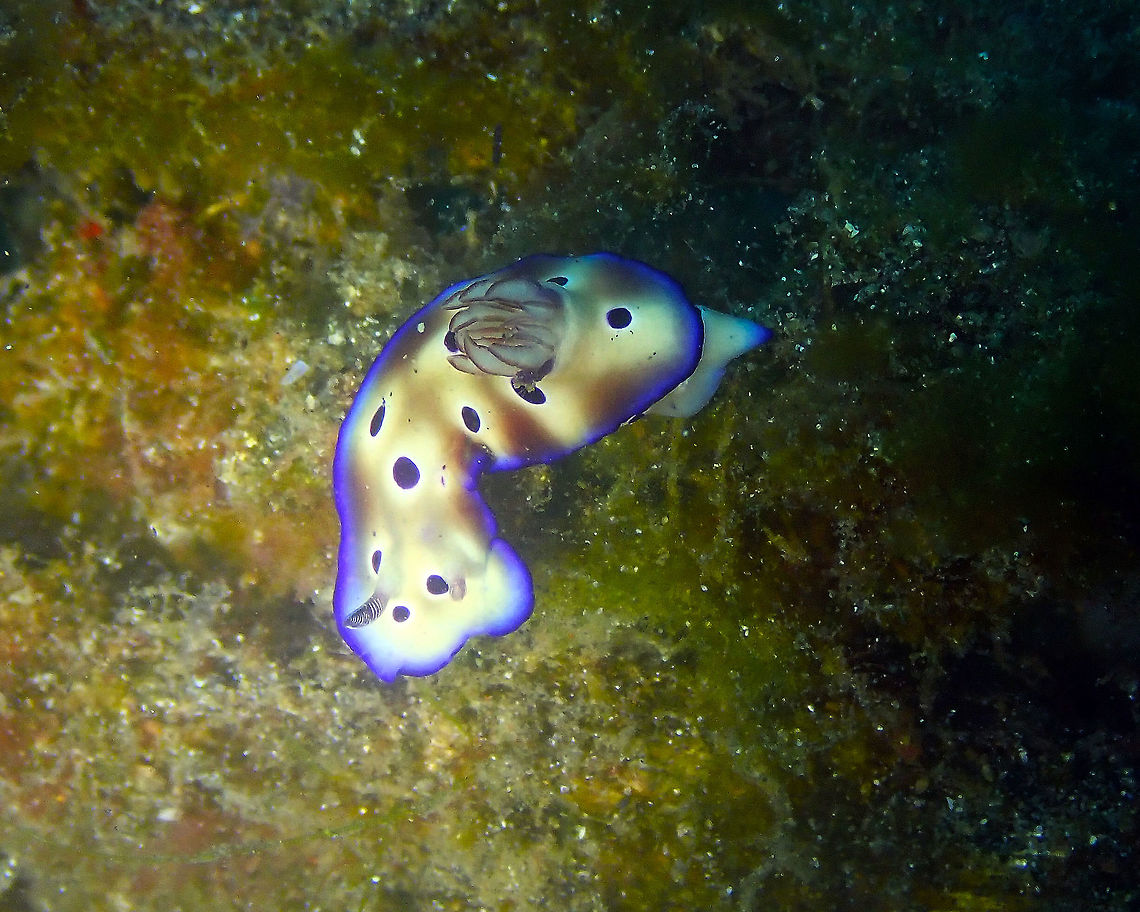 Goniobranchus leopardus Kareko Batu, Lembeh. Geotagged,Goniobranchus leopardus,Indonesia,Spring