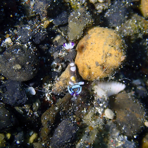 Ancylomenes magnificus Kareko Batu, Lembeh. Ancylomenes magnificus,Geotagged,Indonesia,Magnificent Anemone Shrimp,Spring