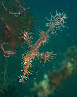 Harlequin Ghost Pipefish - Solenostomus paradoxus Kareko Batu, Lembeh. Geotagged,Harlequin ghost pipefish,Indonesia,Solenostomus paradoxus,Spring