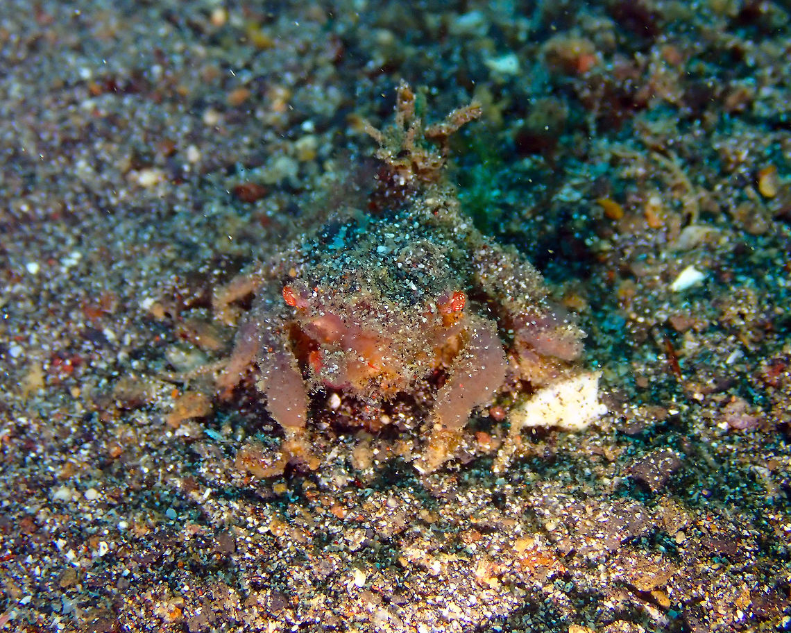Decorator crab Kareko Batu, Lembeh.<br />
Unfortunately I could not even find a genus yet!<br />
In next pic another crab of probably the same species but with decoration :-)<br />
Hyastenus elatus? or Actaea sp. maybe?<br />
<figure class="photo"><a href="https://www.jungledragon.com/image/70407/decorator_crab.html" title="Decorator crab"><img src="https://s3.amazonaws.com/media.jungledragon.com/images/2298/70407_thumb.jpg?AWSAccessKeyId=05GMT0V3GWVNE7GGM1R2&Expires=1759968010&Signature=tInDEFhkGHLyVQhke%2BBubLO4qUA%3D" width="148" height="152" alt="Decorator crab Kareko Batu, Lembeh.<br />
Decorated with encrusted coral or sponges :-)<br />
Actaea sp. maybe? Decorator Crab,Geotagged,Indonesia,Lembeh,Spring,Sulawesi,crab" /></a></figure> Decorator Crab,Geotagged,Indonesia,Lembeh,Spring,Sulawesi,crab