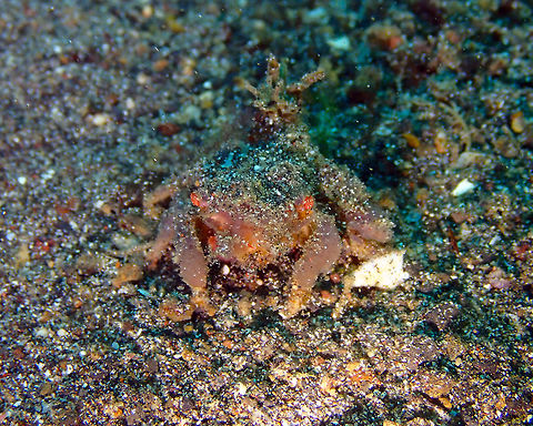 Decorator crab Kareko Batu, Lembeh.
Unfortunately I could not even find a genus yet!
In next pic another crab of probably the same species but with decoration :-)
Hyastenus elatus? or Actaea sp. maybe?
https://www.jungledragon.com/image/70407/decorator_crab.html Decorator Crab,Geotagged,Indonesia,Lembeh,Spring,Sulawesi,crab
