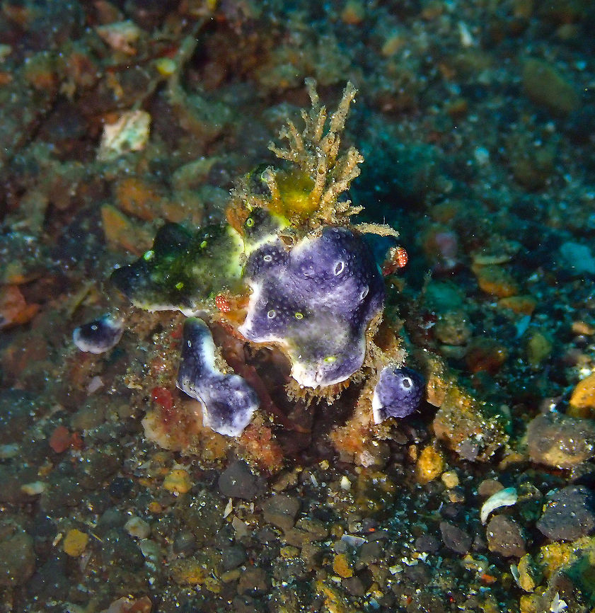 Decorator crab Kareko Batu, Lembeh.<br />
Decorated with encrusted coral or sponges :-)<br />
Actaea sp. maybe? Decorator Crab,Geotagged,Indonesia,Lembeh,Spring,Sulawesi,crab
