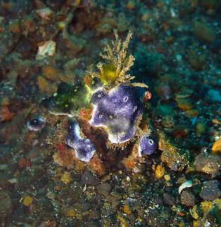 Decorator crab Kareko Batu, Lembeh.
Decorated with encrusted coral or sponges :-)
Actaea sp. maybe? Decorator Crab,Geotagged,Indonesia,Lembeh,Spring,Sulawesi,crab
