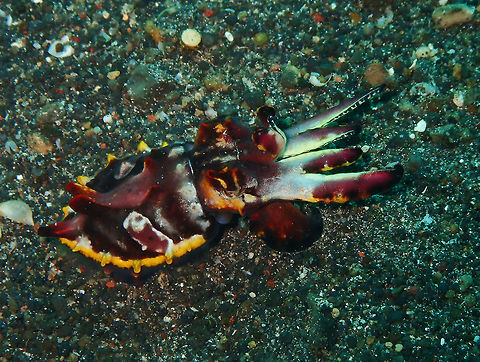 Flamboyant Cuttlefish (Metasepia pfefferi) Kareko Batu, Lembeh. Flambuoyant Cuttlefish,Geotagged,Indonesia,Metasepia pfefferi,Spring