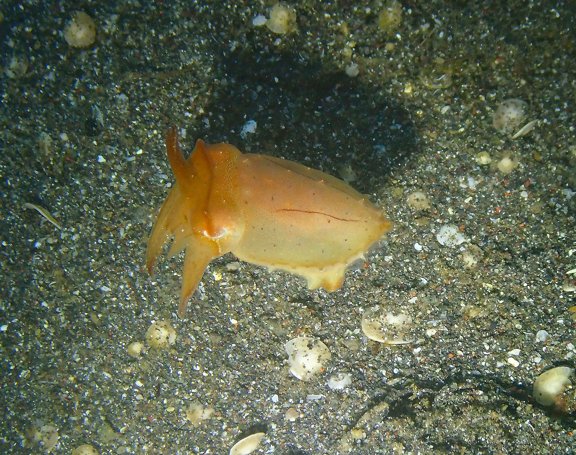 Dwarf Cuttlefish (Sepia sp) Air Bajo I, Lembeh, Geotagged,Indonesia,Sepia bandensis,Spring,Stumpy-spined cuttlefish