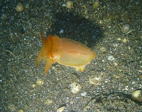 Dwarf Cuttlefish (Sepia sp) Air Bajo I, Lembeh, Geotagged,Indonesia,Sepia bandensis,Spring,Stumpy-spined cuttlefish