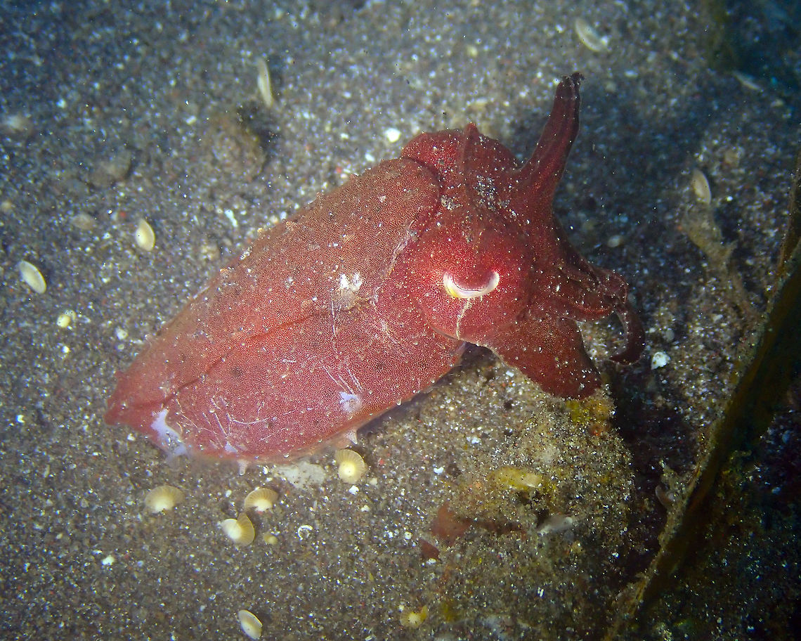 Broadclub Cuttlefish (Sepia latimanus) Air Bajo I, Lembeh. Broadclub cuttlefish,Geotagged,Indonesia,Sepia latimanus,Spring