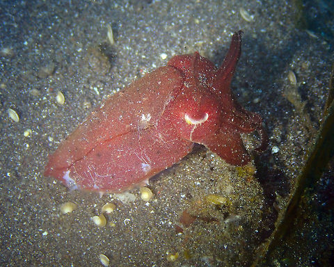 Broadclub Cuttlefish (Sepia latimanus) Air Bajo I, Lembeh. Broadclub cuttlefish,Geotagged,Indonesia,Sepia latimanus,Spring