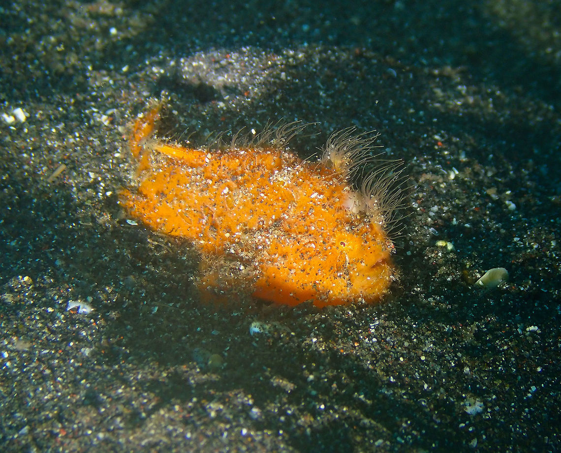 Hairy Frogfish baby - Antennarius striatus Air Bajo I, Lembeh. Antennarius striatus,Geotagged,Indonesia,Spring,Striated frogfish