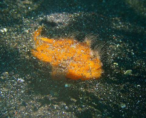 Hairy Frogfish baby - Antennarius striatus Air Bajo I, Lembeh. Antennarius striatus,Geotagged,Indonesia,Spring,Striated frogfish