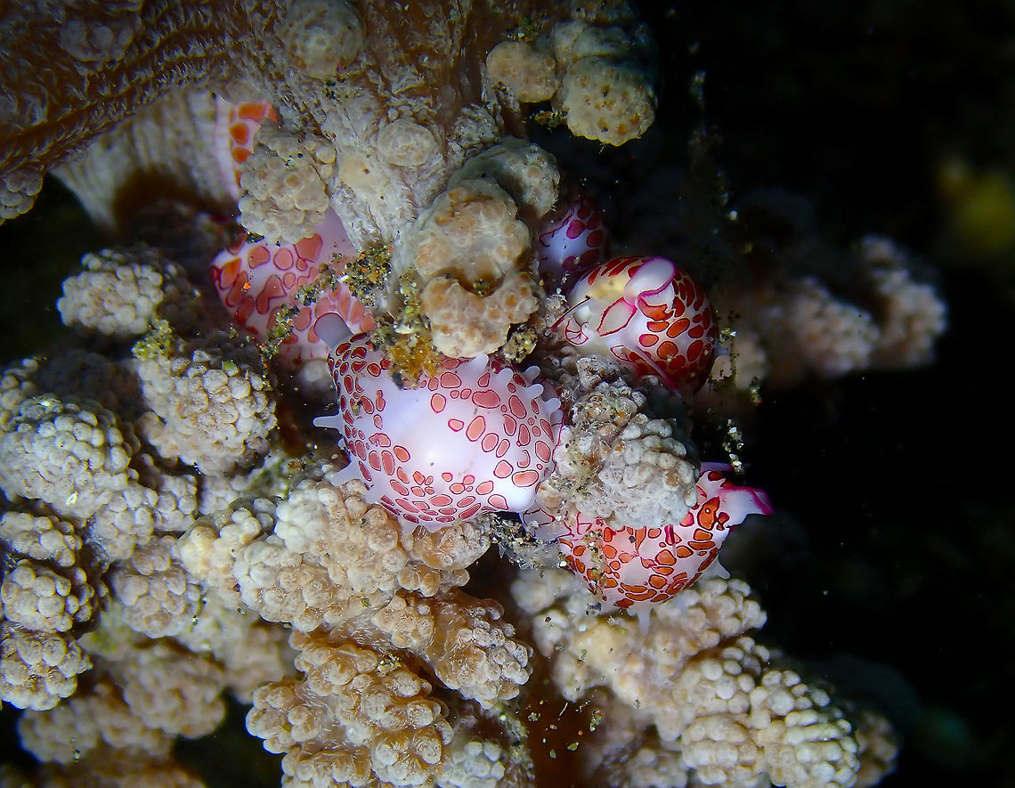Margarita Egg Cowrie (Diminovula margarita) Air Bajo I, Lembeh. Diminovula margarita,Geotagged,Indonesia,Margarita Egg Cowry,Spring