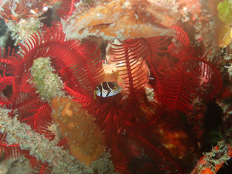 Valentinni's sharpnose puffer (Canthigaster valentini)- baby Air Bajo I, Lembeh. Canthigaster valentini,Geotagged,Indonesia,Spring,Valentinnis sharpnose puffer
