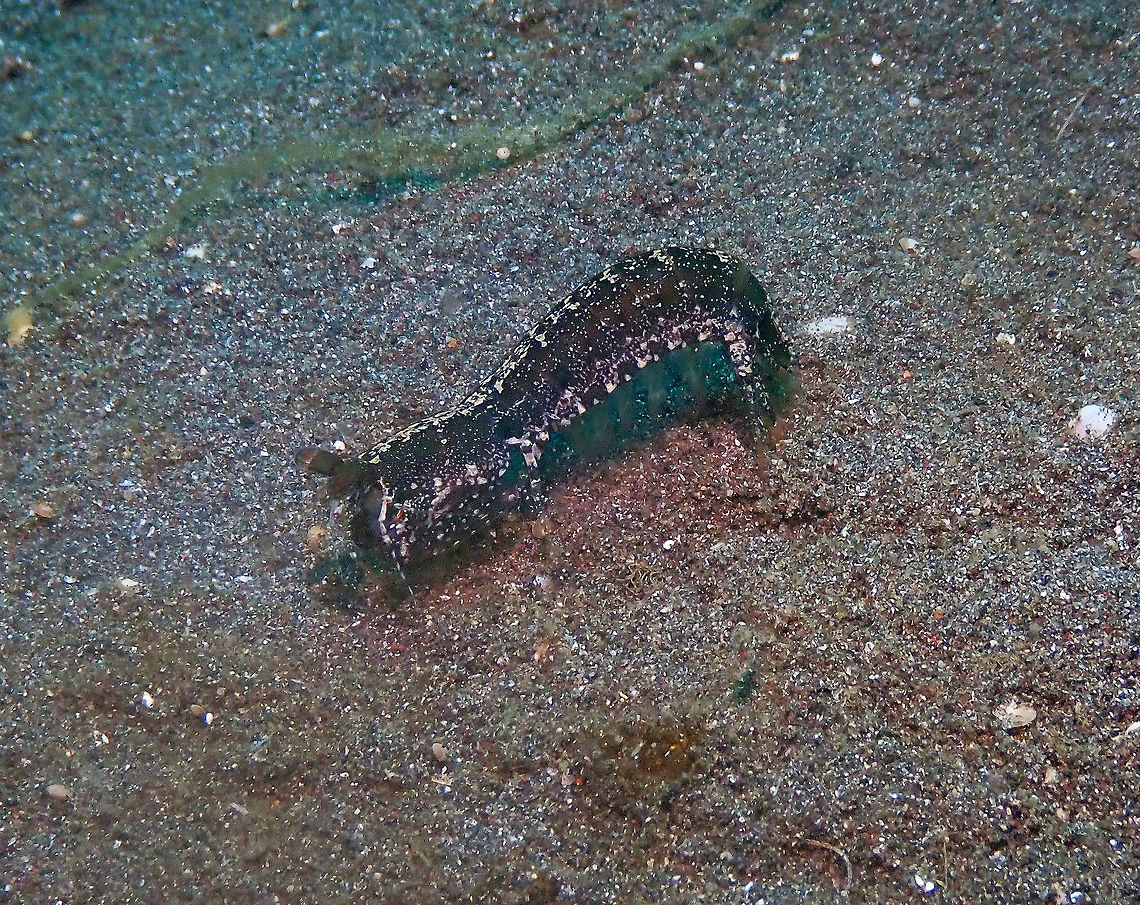 Common/Checkered-Eye mantis shrimp - Pseudosquilla ciliata Air Bajo I, Lembeh. Geotagged,Indonesia,Pseudosquilla ciliata,Spring