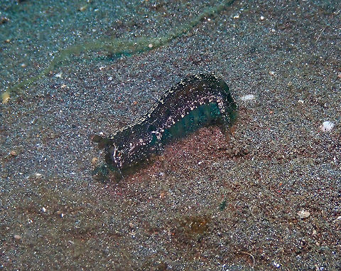 Common/Checkered-Eye mantis shrimp - Pseudosquilla ciliata Air Bajo I, Lembeh. Geotagged,Indonesia,Pseudosquilla ciliata,Spring