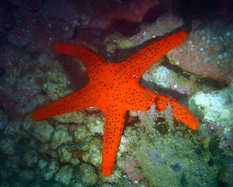 Red Starfish (Fromia milleporella) Pantai Parigi, Lembeh. Fromia milleporella,Geotagged,Indonesia,Red seastar,Spring
