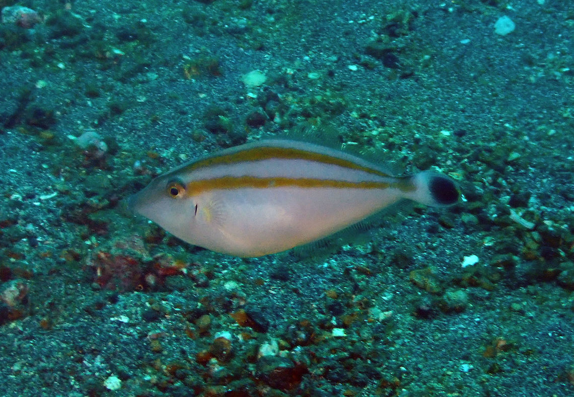 Rhino Filefish (Pseudaluttarius nasicornis)-Female Pantai Parigi, Lembeh.<br />
I have a males pic coming later on, of better quality. Geotagged,Indonesia,Pseudalutarius nasicornis,Spring