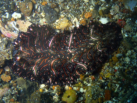 Persian Carpet Flatworm (Pseudobiceros bedfordi) Pantai Parigi, Lembeh.
https://www.jungledragon.com/image/70533/persian_carpet_flatworm_pseudobiceros_bedfordi.html Geotagged,Indonesia,Persian Carpet Flatworm,Pseudobiceros bedfordi,Spring