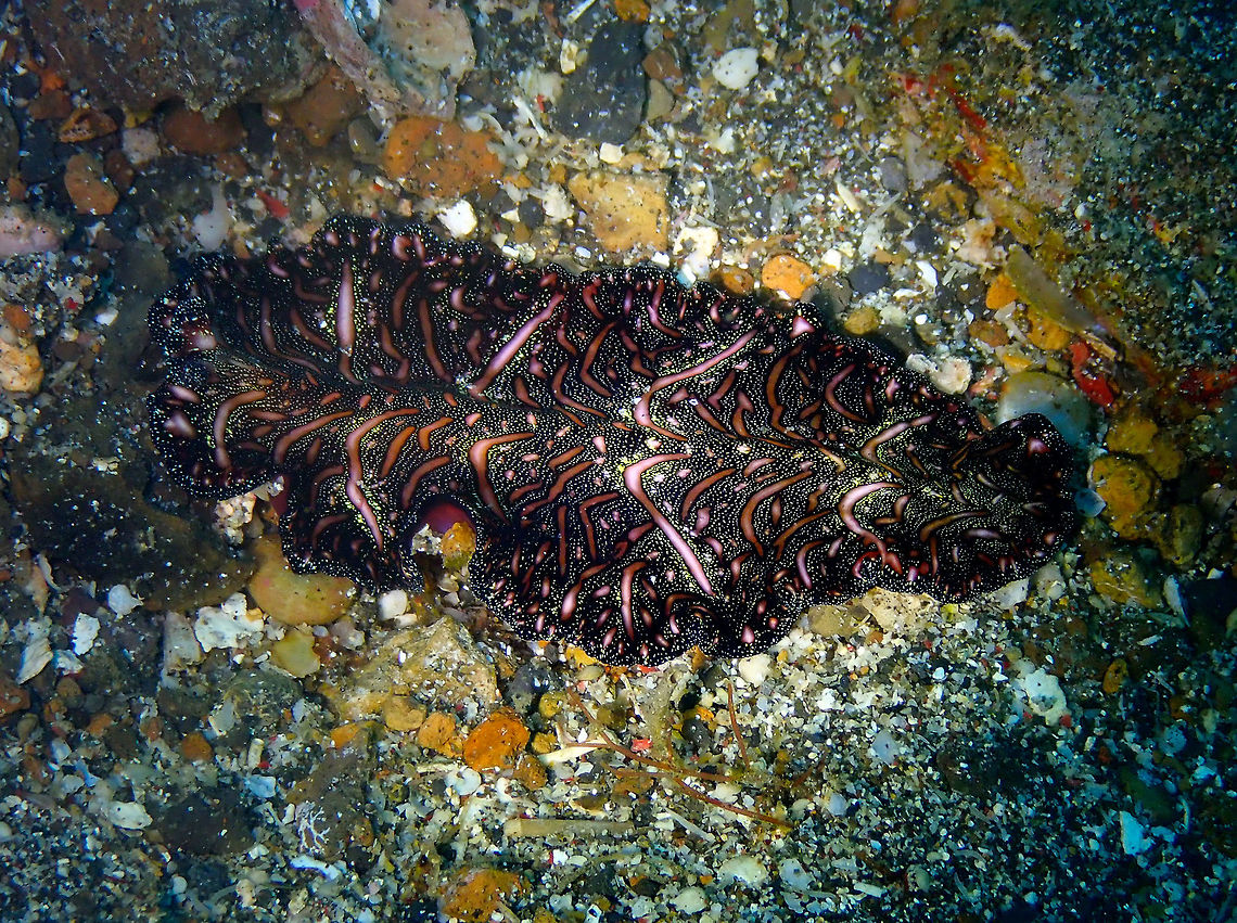 Persian Carpet Flatworm (Pseudobiceros bedfordi) Pantai parigi, Lembeh.<br />
Same flatworm, taken a bit less close. Geotagged,Indonesia,Persian Carpet Flatworm,Pseudobiceros bedfordi,Spring