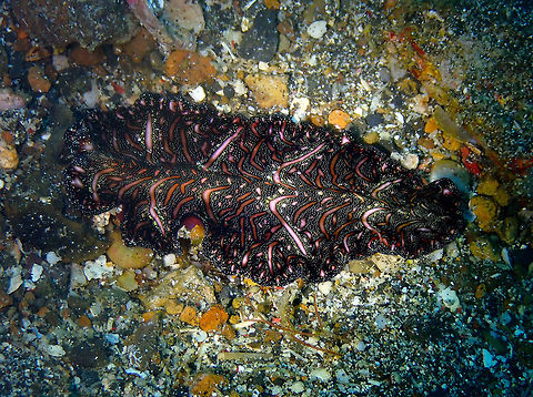 Persian Carpet Flatworm (Pseudobiceros bedfordi) Pantai parigi, Lembeh.
Same flatworm, taken a bit less close. Geotagged,Indonesia,Persian Carpet Flatworm,Pseudobiceros bedfordi,Spring