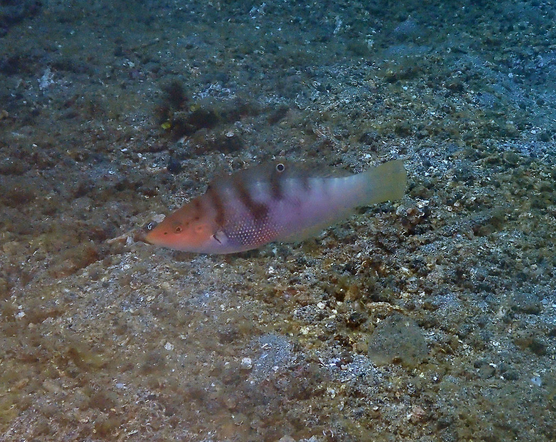 Batu Coris (Coris batuensis) Pantai Parigi, Lembeh. Batu Coris,Coris batuensis,Geotagged,Indonesia,Spring