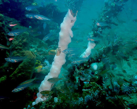 Luminous Cardinalfish (Rhabdamia gracilis) Pantai Parigi, Lembeh. Geotagged,Indonesia,Luminous cardinalfish,Rhabdamia gracilis,Spring