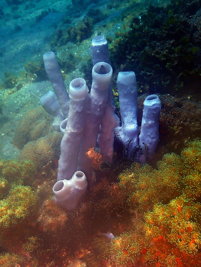 Large Tube Sponge - Cibrochalina olemda Pantai Parigi, Lembeh.<br />
I am not sure if these could be Cibrochalina olemda or Haliclona fascigera...sponges are difficult to properly ID... Cribrochalina olemda,Geotagged,Indonesia,Large Tube Sponge,Spring,Tube Sponge