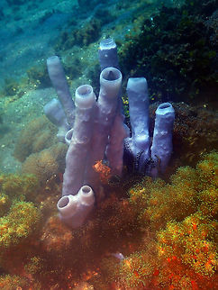 Large Tube Sponge - Cibrochalina olemda Pantai Parigi, Lembeh.
I am not sure if these could be Cibrochalina olemda or Haliclona fascigera...sponges are difficult to properly ID... Cribrochalina olemda,Geotagged,Indonesia,Large Tube Sponge,Spring,Tube Sponge