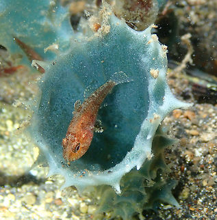 Weedy Cardinalfish (Foa fo) Night dive in Coconut Garden, Lembeh.
The fish was standing in a Callyspongia aerizusa little vase sponge.
https://www.jungledragon.com/image/70665/weedy_cardinalfish_foa_fo.html Foa fo,Geotagged,Indonesia,Spring,Weedy cardinalfish