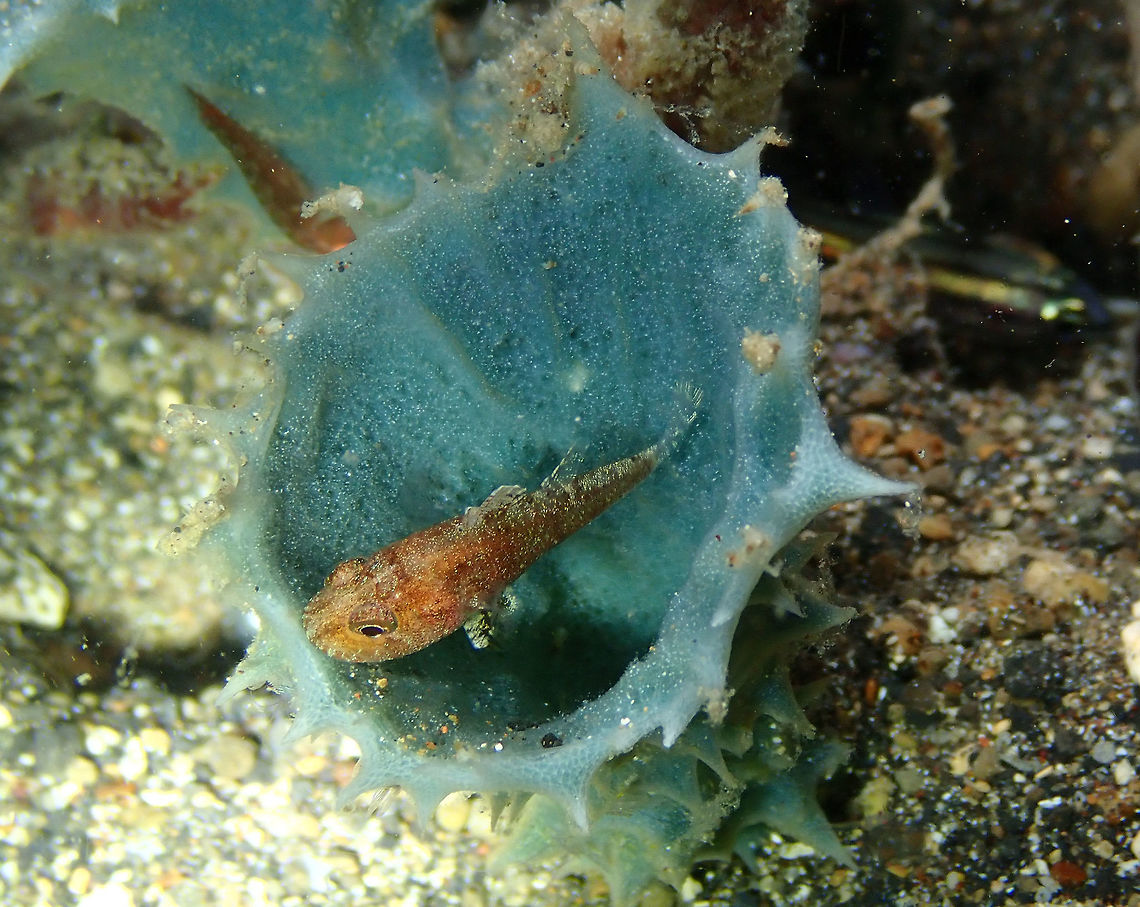 Weedy Cardinalfish (Foa fo) Night dive in Coconut Garden, Lembeh. Foa fo,Geotagged,Indonesia,Spring,Weedy cardinalfish