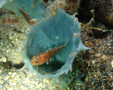 Weedy Cardinalfish (Foa fo) Night dive in Coconut Garden, Lembeh. Foa fo,Geotagged,Indonesia,Spring,Weedy cardinalfish