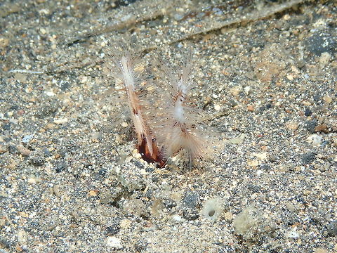 Honeycomb Worm (Lygdamis splendidus) Night dive in Coconut garden, Lembeh. Geotagged,Honeycomb Worm,Indonesia,Lygdamis splendidus,Spring