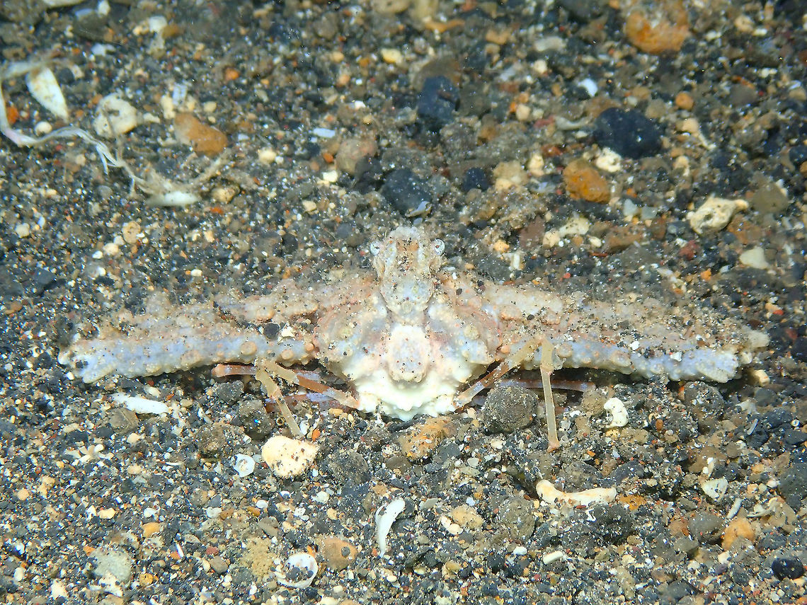 Crowned Elbow Crab (Rhinolambrus turriger) Night dive in Coconut Garden, Lembeh.<br />
<figure class="photo"><a href="https://www.jungledragon.com/image/70668/crowned_elbow_crab_rhinolambrus_turriger.html" title="Crowned Elbow Crab (Rhinolambrus_turriger)"><img src="https://s3.amazonaws.com/media.jungledragon.com/images/2298/70668_thumb.JPG?AWSAccessKeyId=05GMT0V3GWVNE7GGM1R2&Expires=1769040010&Signature=6ZJptXMYDivGzFoUcK9GF6lYpfY%3D" width="200" height="150" alt="Crowned Elbow Crab (Rhinolambrus_turriger) Back side view of the same crab as in previous posting.<br />
Night dive in Coconut Garden, Lembeh.<br />
https://www.jungledragon.com/image/70667/crowned_elbow_crab_rhinolambrus_turriger.html Crowned Elbow Crab,Geotagged,Indonesia,Rhinolambrus turriger,Spring" /></a></figure> Crowned Elbow Crab,Geotagged,Indonesia,Rhinolambrus turriger,Spring