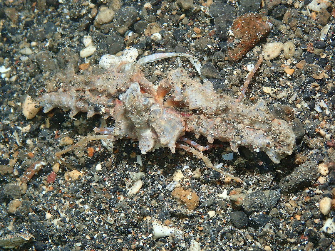 Crowned Elbow Crab (Rhinolambrus_turriger) Back side view of the same crab as in previous posting.<br />
Night dive in Coconut Garden, Lembeh.<br />
<figure class="photo"><a href="https://www.jungledragon.com/image/70667/crowned_elbow_crab_rhinolambrus_turriger.html" title="Crowned Elbow Crab (Rhinolambrus turriger)"><img src="https://s3.amazonaws.com/media.jungledragon.com/images/2298/70667_thumb.JPG?AWSAccessKeyId=05GMT0V3GWVNE7GGM1R2&Expires=1769040010&Signature=nJtDmXSgOo6iFvNzJ1AAdxyyvXY%3D" width="200" height="150" alt="Crowned Elbow Crab (Rhinolambrus turriger) Night dive in Coconut Garden, Lembeh.<br />
https://www.jungledragon.com/image/70668/crowned_elbow_crab_rhinolambrus_turriger.html Crowned Elbow Crab,Geotagged,Indonesia,Rhinolambrus turriger,Spring" /></a></figure> Crowned Elbow Crab,Geotagged,Indonesia,Rhinolambrus turriger,Spring