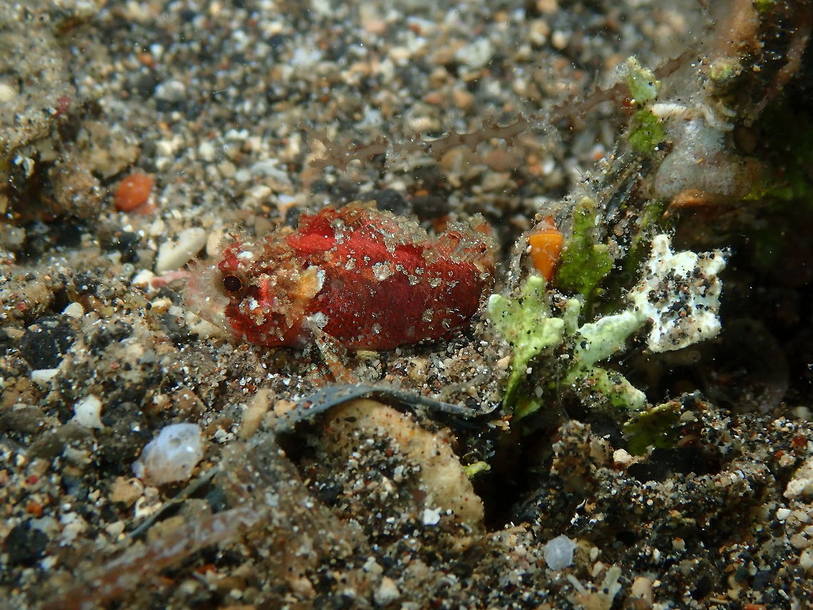 Barchin Scorpionfish (Sebastapistes strongia) Night dive in Coconut Garden, Lembeh.<br />
<figure class="photo"><a href="https://www.jungledragon.com/image/70670/barchin_scorpionfish_sebastapistes_strongia.html" title="Barchin Scorpionfish (Sebastapistes strongia)"><img src="https://s3.amazonaws.com/media.jungledragon.com/images/2298/70670_thumb.JPG?AWSAccessKeyId=05GMT0V3GWVNE7GGM1R2&Expires=1759968010&Signature=v8Vfe6CIOPVADaMKhloSiBRkeO0%3D" width="200" height="152" alt="Barchin Scorpionfish (Sebastapistes strongia) Night dive in Coconut Garden, Lembeh.<br />
To 6 cm in size.<br />
https://www.jungledragon.com/image/70669/barchin_scorpionfish_sebastapistes_strongia.html Sebastapistes strongia" /></a></figure> Geotagged,Indonesia,Sebastapistes strongia,Spring