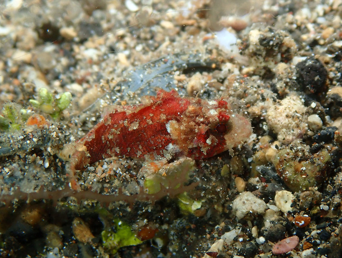 Barchin Scorpionfish (Sebastapistes strongia) Night dive in Coconut Garden, Lembeh.<br />
To 6 cm in size.<br />
<figure class="photo"><a href="https://www.jungledragon.com/image/70669/barchin_scorpionfish_sebastapistes_strongia.html" title="Barchin Scorpionfish (Sebastapistes strongia)"><img src="https://s3.amazonaws.com/media.jungledragon.com/images/2298/70669_thumb.JPG?AWSAccessKeyId=05GMT0V3GWVNE7GGM1R2&Expires=1759968010&Signature=AaMOXoQlKr5Lb68CnDFIAid%2F5jA%3D" width="200" height="150" alt="Barchin Scorpionfish (Sebastapistes strongia) Night dive in Coconut Garden, Lembeh.<br />
https://www.jungledragon.com/image/70670/barchin_scorpionfish_sebastapistes_strongia.html Geotagged,Indonesia,Sebastapistes strongia,Spring" /></a></figure> Sebastapistes strongia