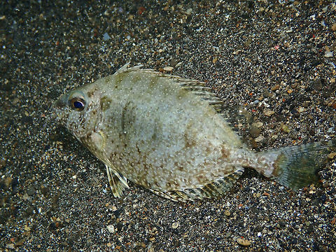 White-Spotted Spinefoot (Siganus canaliculatus) Night dive in Coconut Garden, Lembeh. Geotagged,Indonesia,Siganus canaliculatus,Spring,White-spotted spinefoot