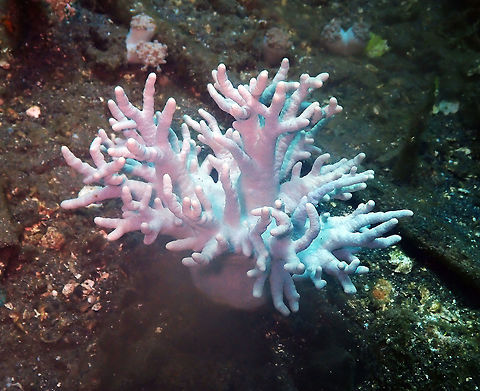 Alcyoniidae Coral-Sinularia polydactila Kareko Batu, Lembeh.
 Alcyoniidae,Finger Leather Coral,Geotagged,Indonesia,Lembeh,Sinularia,Sinularia polydactyla,Spring,coral