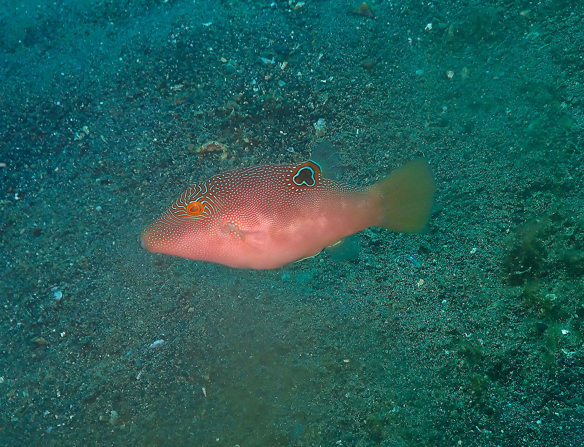 Compressed Toby - Canthigaster compressa Kareko Batu, Lembeh. Canthigaster compressa,Compressed toby,Geotagged,Indonesia,Spring