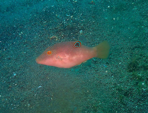 Compressed Toby - Canthigaster compressa Kareko Batu, Lembeh. Canthigaster compressa,Compressed toby,Geotagged,Indonesia,Spring