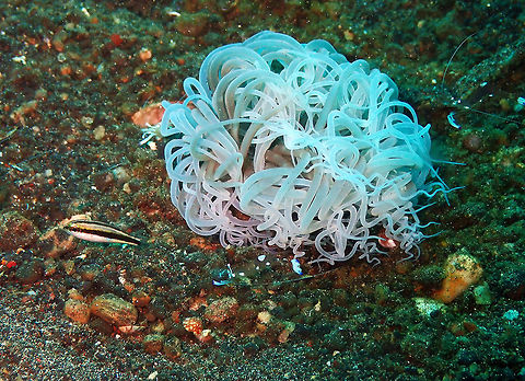 Cerianthidae Kareko Batu, Lembeh.
I also have to look for the sp of the tiny fish near the anemone :-) Anemone,Cerianthidae,Geotagged,Indonesia,Lembeh,Spring,Tube Anemone