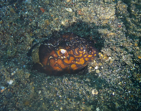 Napoleon Snake Eel - Ophichthus bonaparti Kareko Batu, Lembeh. Geotagged,Indonesia,Napoleon snake eel,Ophichthus bonaparti,Spring