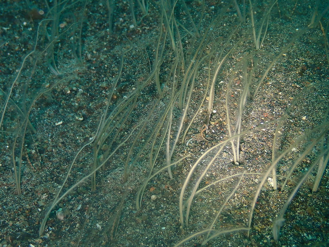 Spionidae Palp Worms Kareko Batu, Lembeh.<br />
Another hard to ID to sp. level. But I can add some info here:<br />
Wikipedia:<br />
Spionidae is a family of marine worms within the Polychaeta. Spionids are selective deposit feeders that use their two grooved palps to locate prey. However, some spionids are capable of interface feeding, i.e. switching between deposit and suspension feeding.<br />
Spionids produce tubes by cementing sand grains and detritus material with mucus produced by their glandular pouches. The Spionidae is one of the most studied polychaete families given their biological and commercial importance. Members of this family have been used in regeneration studies and some are capable of boring into calcareous substrate which has destructive implications for commercially important shellfish.  Geotagged,Indonesia,Lembeh,Spring,marine worm,polychaeta,spionidae