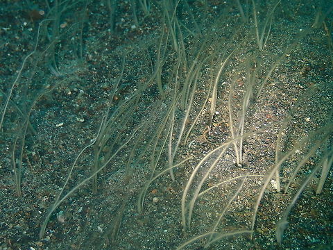Spionidae Palp Worms Kareko Batu, Lembeh.
Another hard to ID to sp. level. But I can add some info here:
Wikipedia:
Spionidae is a family of marine worms within the Polychaeta. Spionids are selective deposit feeders that use their two grooved palps to locate prey. However, some spionids are capable of interface feeding, i.e. switching between deposit and suspension feeding.
Spionids produce tubes by cementing sand grains and detritus material with mucus produced by their glandular pouches. The Spionidae is one of the most studied polychaete families given their biological and commercial importance. Members of this family have been used in regeneration studies and some are capable of boring into calcareous substrate which has destructive implications for commercially important shellfish.  Geotagged,Indonesia,Lembeh,Spring,marine worm,polychaeta,spionidae