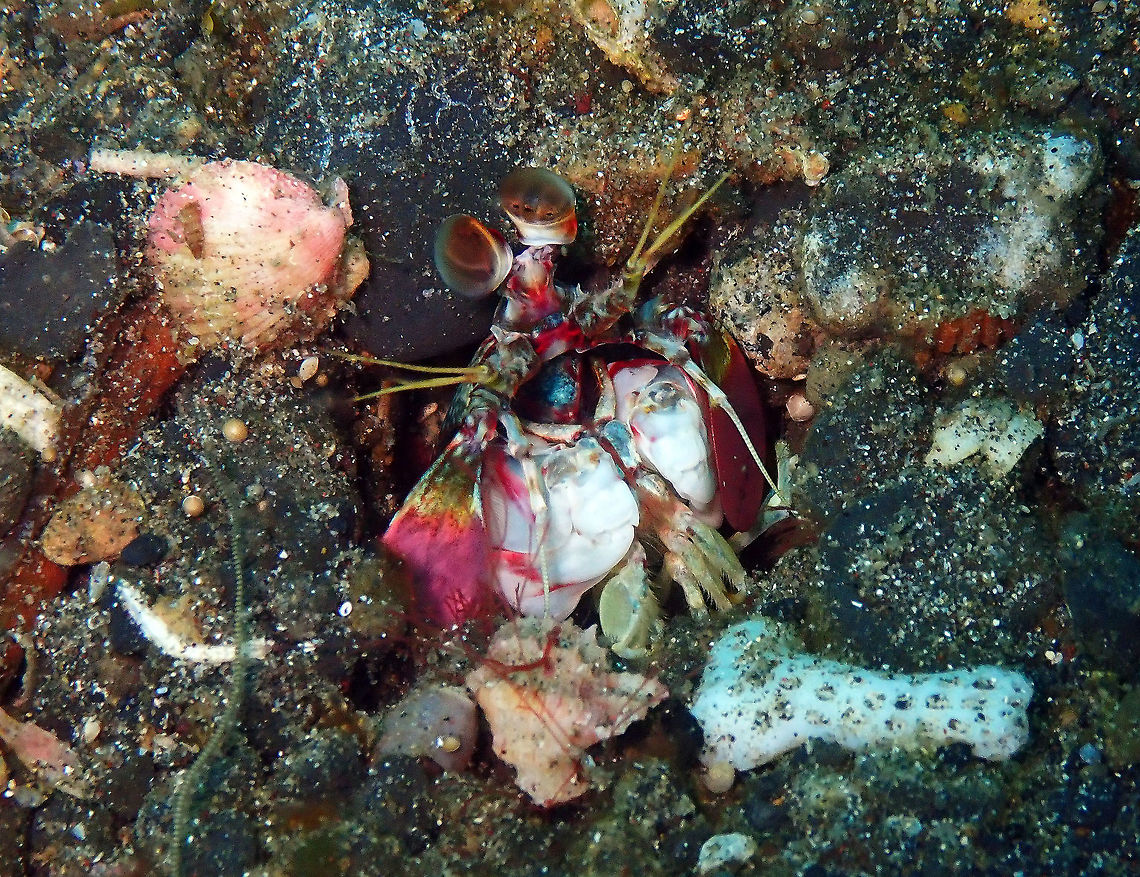 Pink-Eared Mantis Shrimp (Odontodactylus latirostris) Kareko Batu, Lembeh. Geotagged,Indonesia,Odontodactylus latirostris,Pink-Eared Mantis Shrimp,Spring