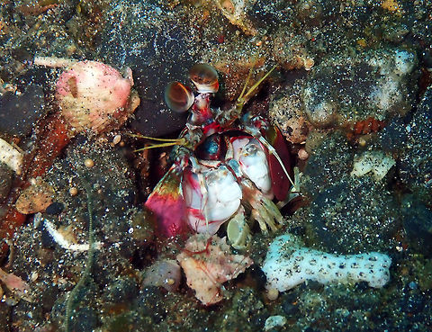 Pink-Eared Mantis Shrimp (Odontodactylus latirostris) Kareko Batu, Lembeh. Geotagged,Indonesia,Odontodactylus latirostris,Pink-Eared Mantis Shrimp,Spring