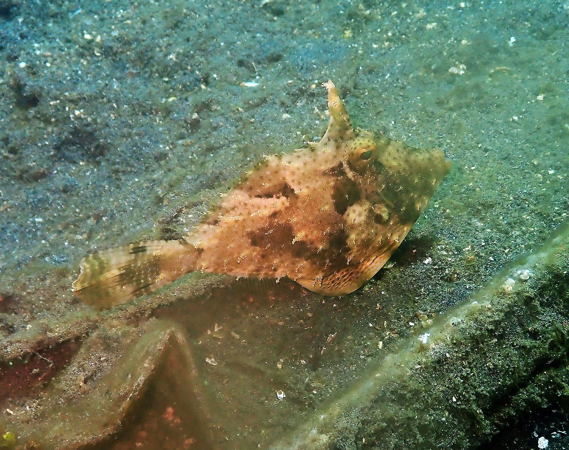 Pseudomonacanthus macrurus  Geotagged,Indonesia,Pseudomonacanthus macrurus,Spring,Strap-weed filefish