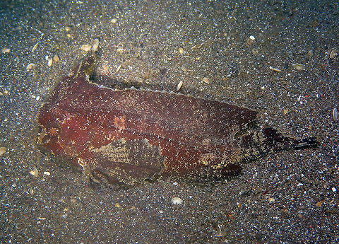 Spiny Waspfish -Ablabys macracanthus Air Bajo I, Lembeh. Ablabys macracanthus,Geotagged,Indonesia,Spiny waspfish,Spring