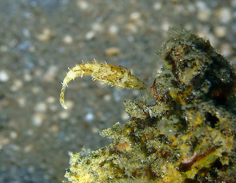 Bristle-tail filefish - Acreichthys tomentosus Air Bajo I, Lembeh. Acreichthys tomentosus,Bristle-tail filefish,Geotagged,Indonesia,Spring